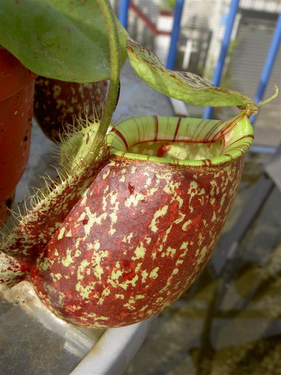 Nepenthes x hookeriana var. 'spotted'